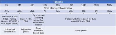 Inhibition of Period Gene Expression Causes Repression of Cell Cycle Progression and Cell Growth in the Bombyx mori Cells